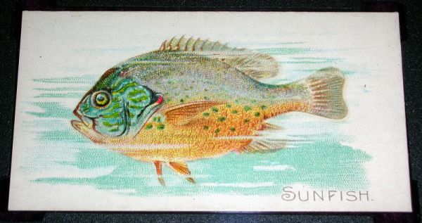 41 Sunfish